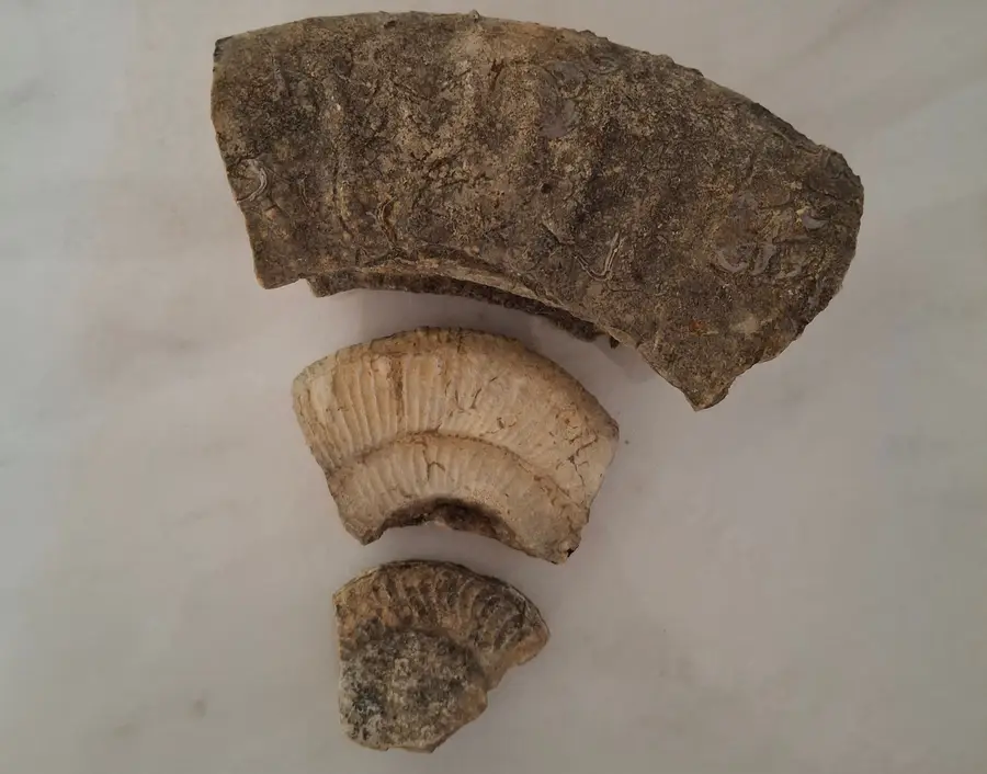 Fragmentos de amonites encontrados en Alvaiázere, Portugal