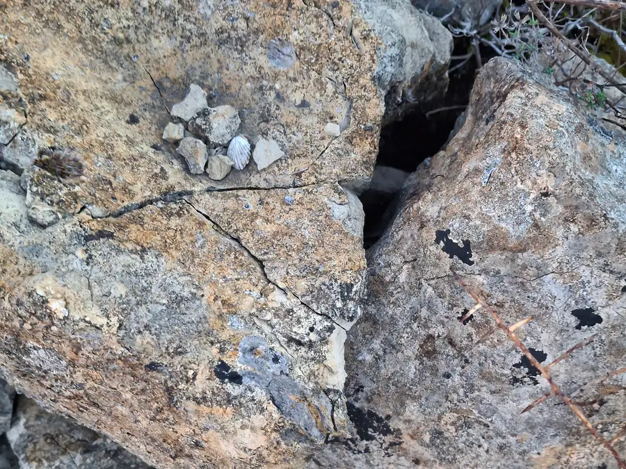 Concha fóssil no calcário da Serra de Alvaiázere