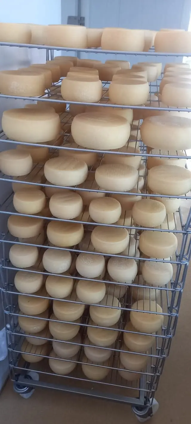 Queijos em cura nas prateleiras da queijaria